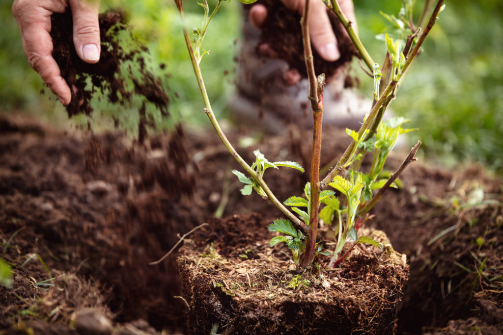 Planting blackberry in loamy well-drained soil