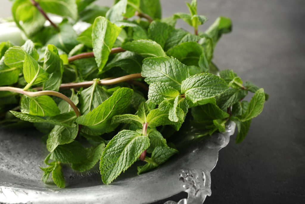 Lemon balm grows in a pot