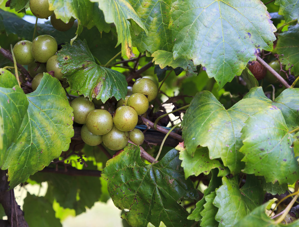 Muscadine green grapes, Vitis rotundifolia
