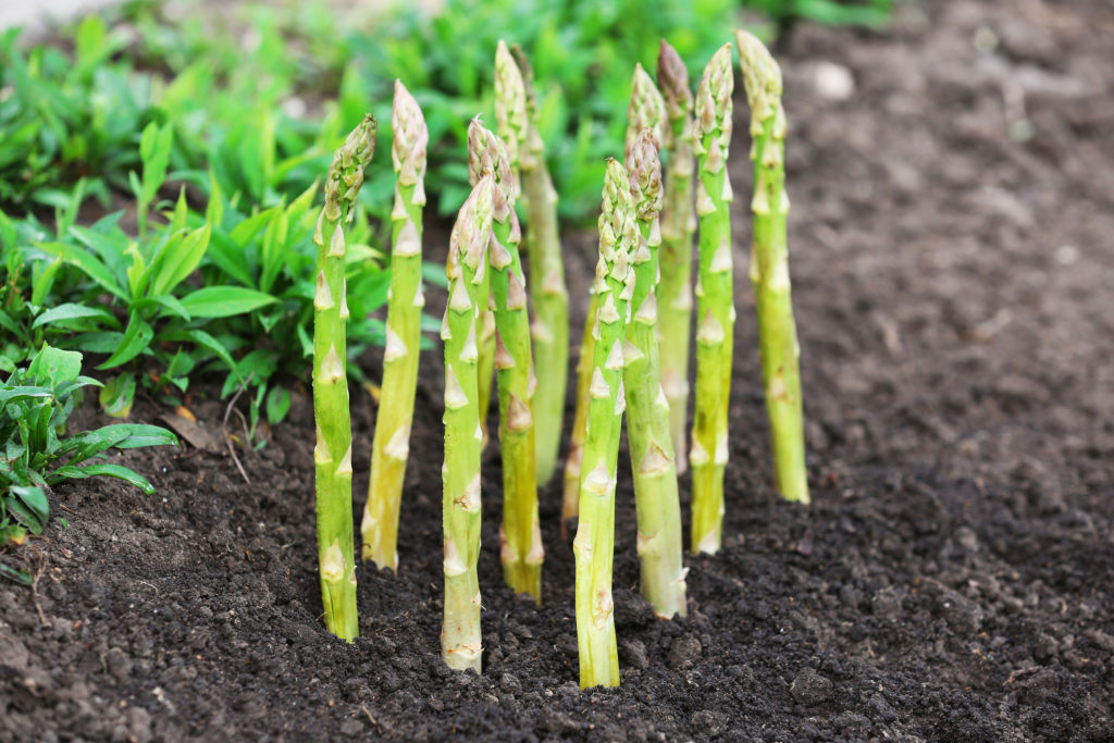 Asparagus grow from seed or crowns