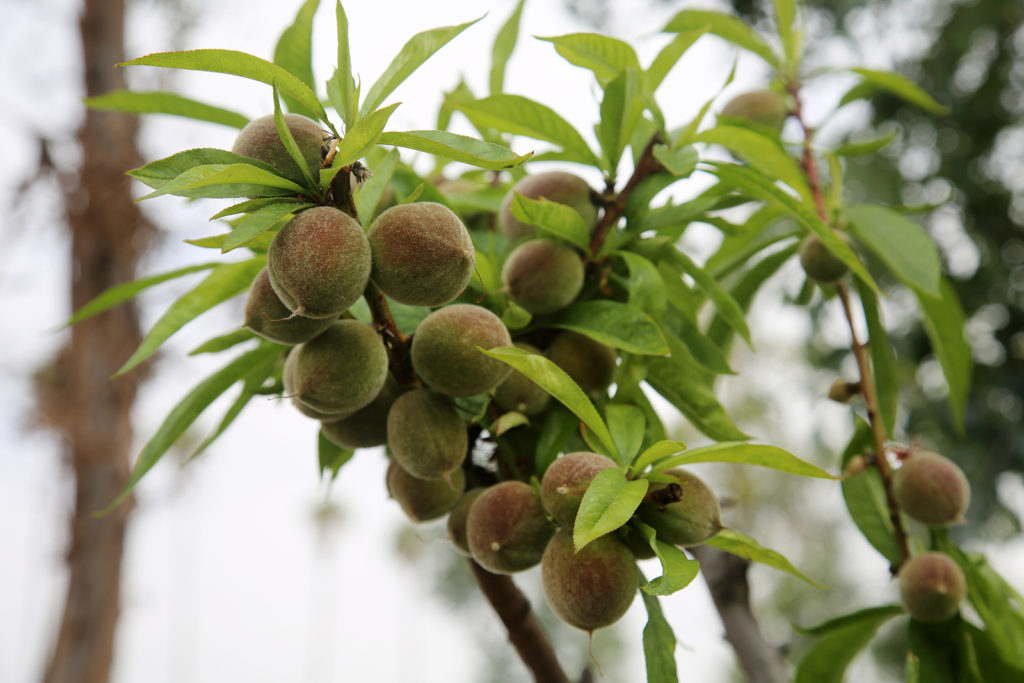 Thin peaches and nectarines to allow for full fruit development