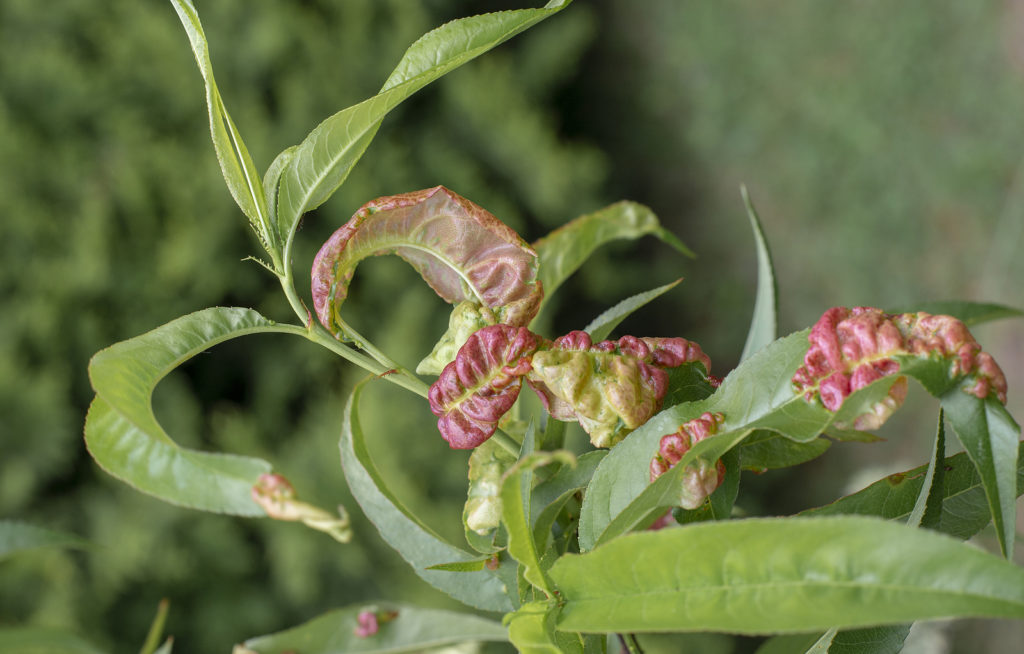 Peach leaf curl fungal disease