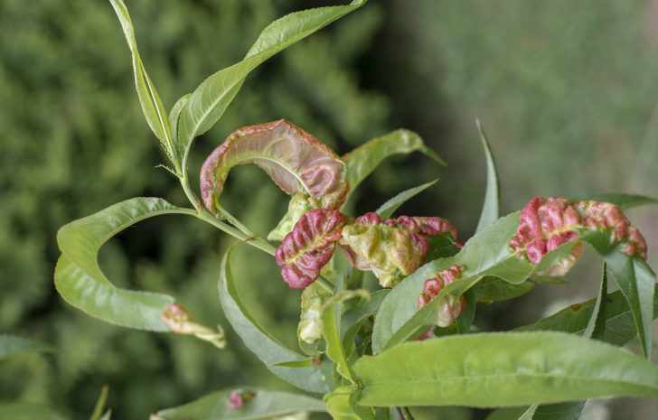 How to Plant and Grow Peaches and Nectarines -- Harvest to Table