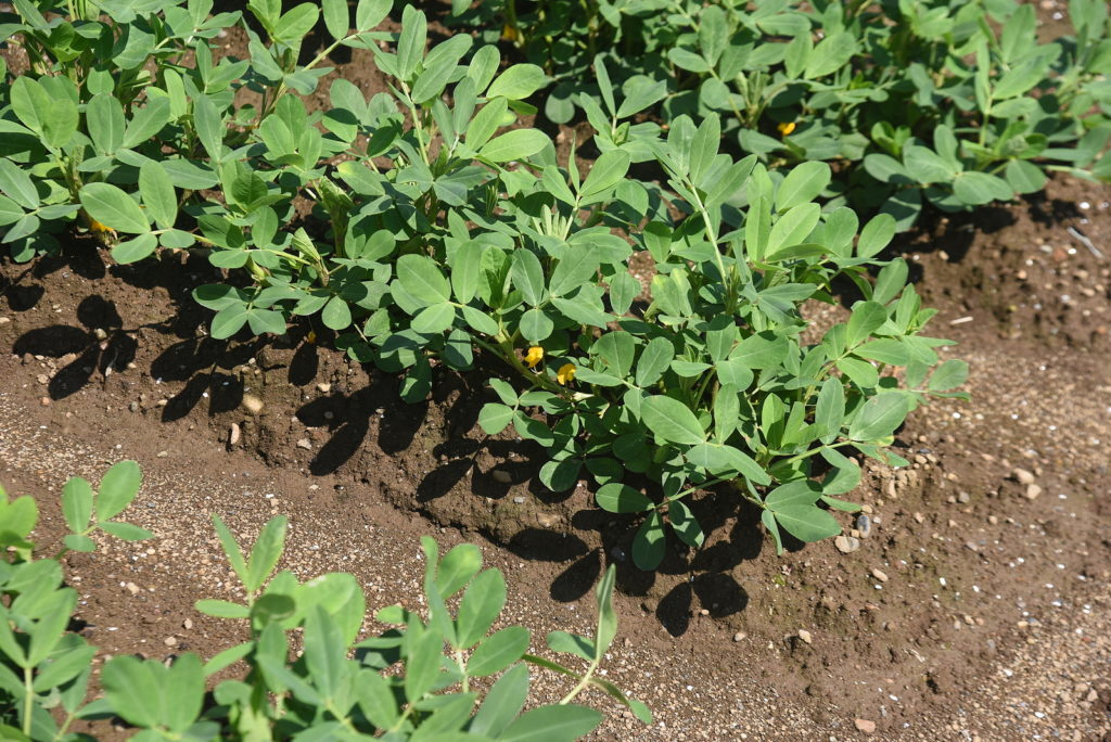 Peanut plants in garden plant grow