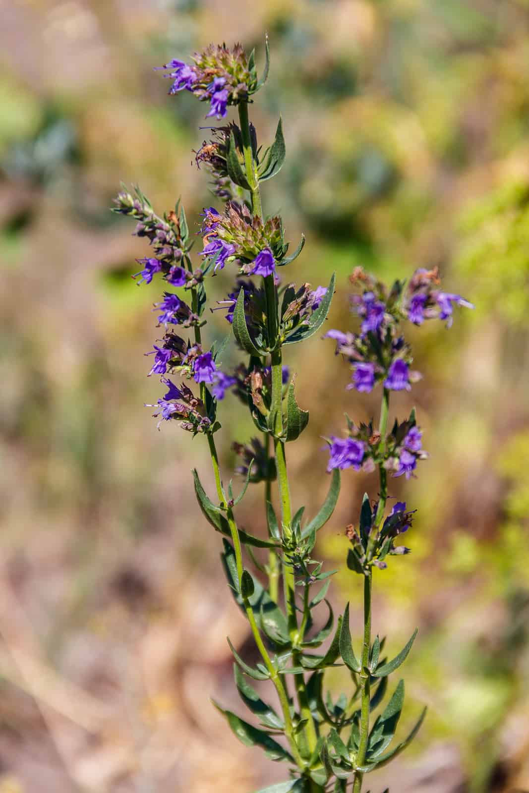 How to Plant, Grow, and Harvest Hyssop - Harvest to Table