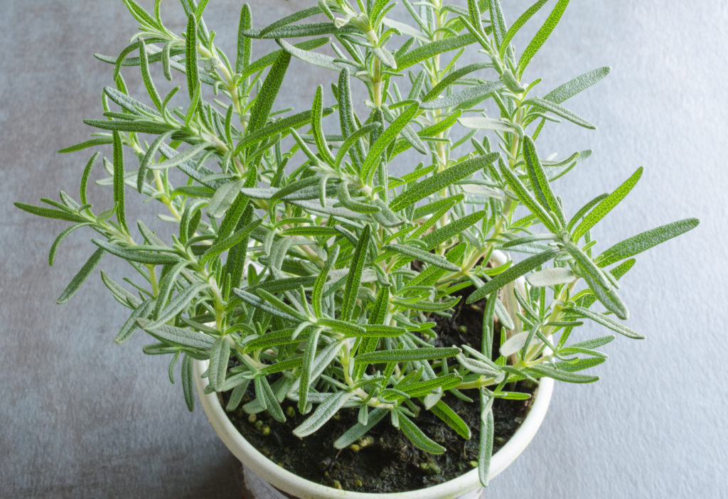 Growing rosemary plant in container in the kitchen