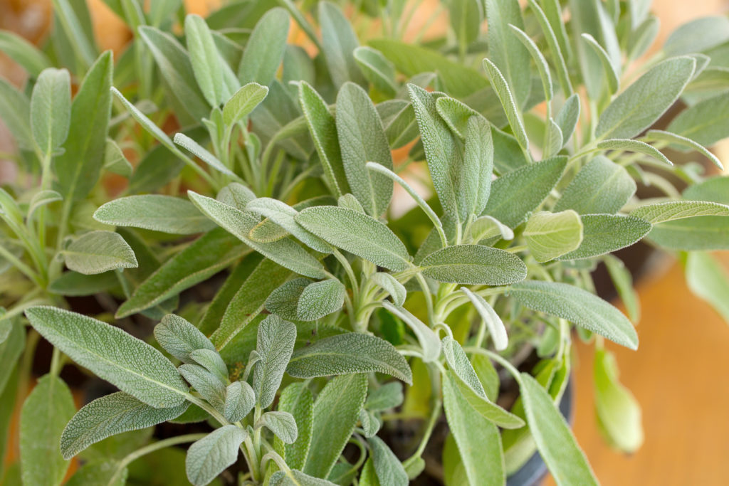 Sage plant growing in a pot