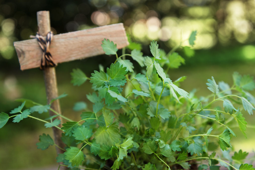 Salad burnet leaves (Sanguisorba minor) 