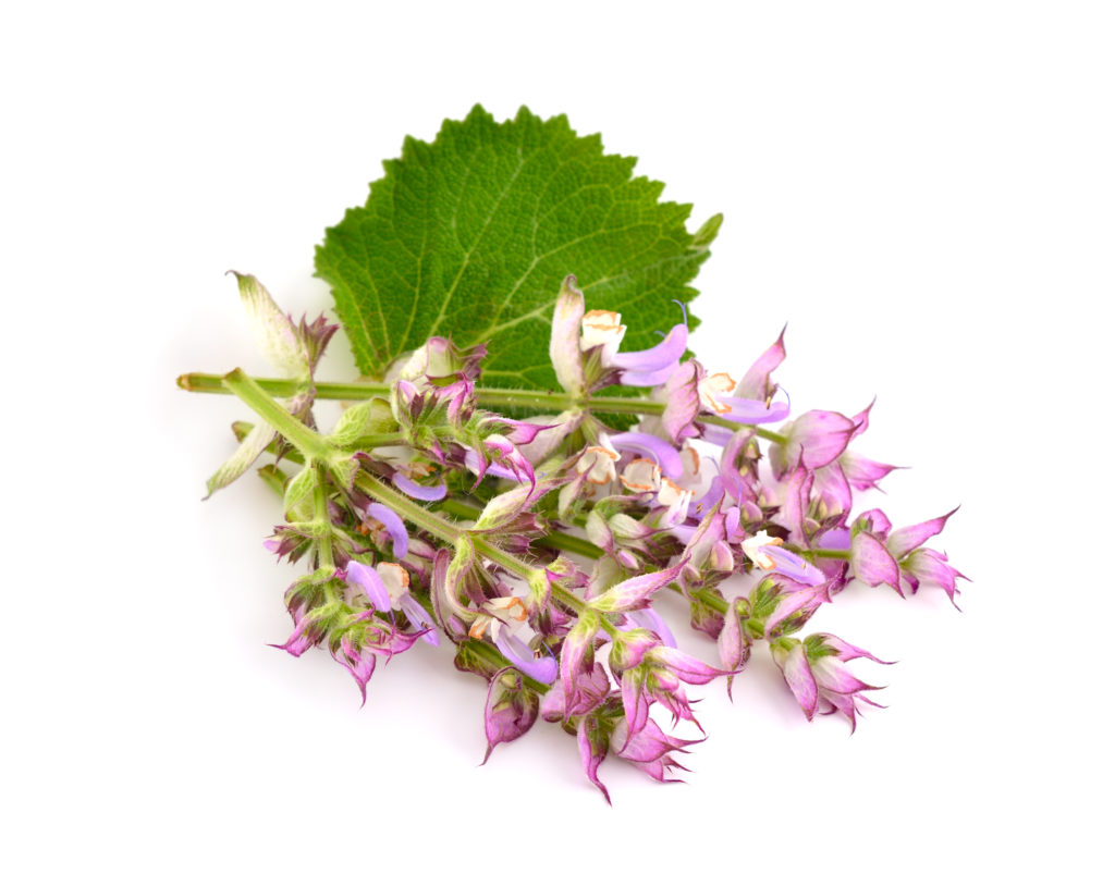 Clary sage flowers