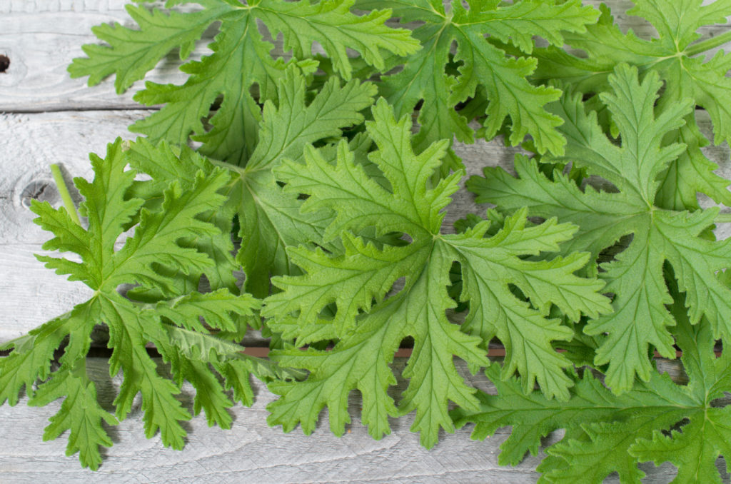 Geranium leaves