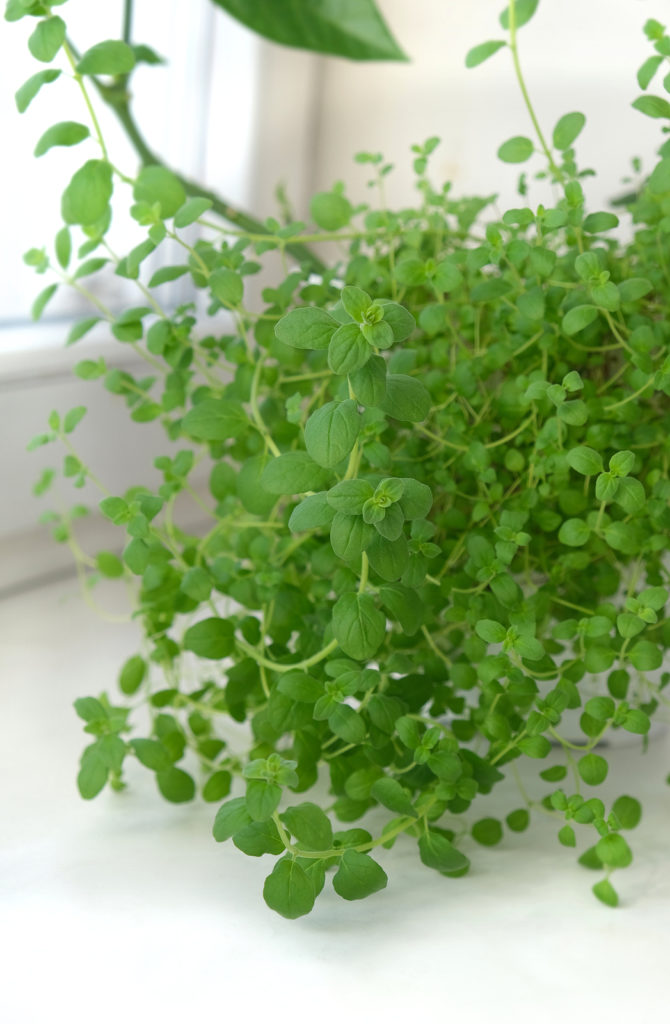 Young marjoram growing in a pot in a windowsill