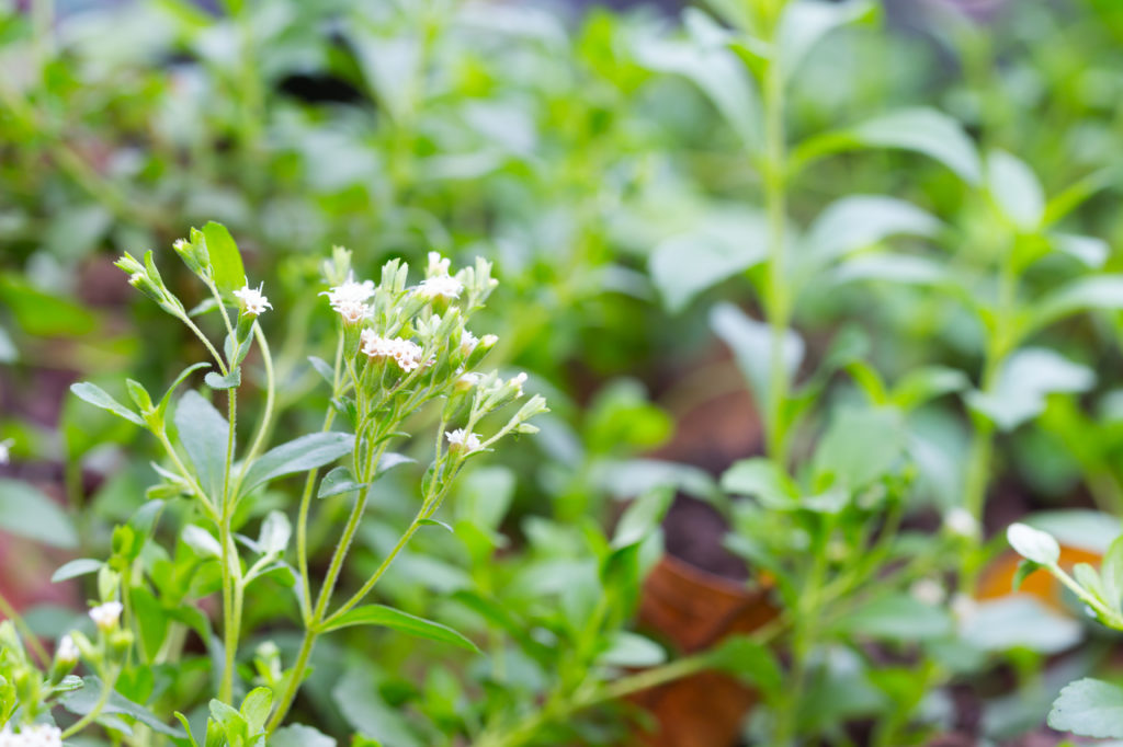 Stevia leaves and flowers
