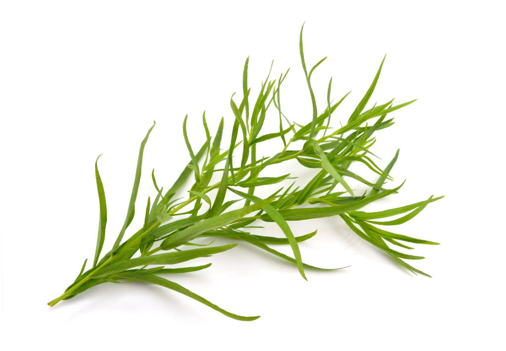 Tarragon (Artemisia dracunculus) 