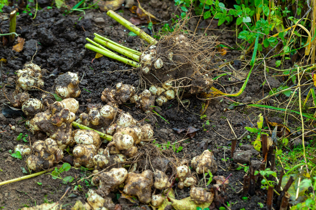 Sunchoke tubers at harvest