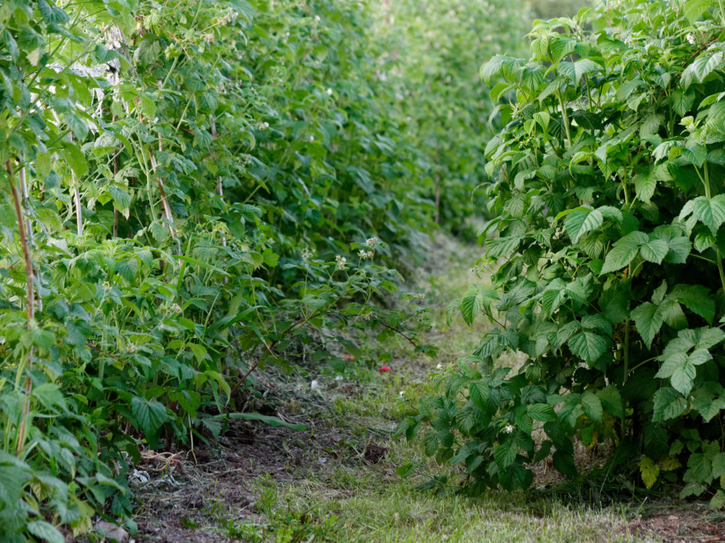 Raspberries trained on vertical supports in rows