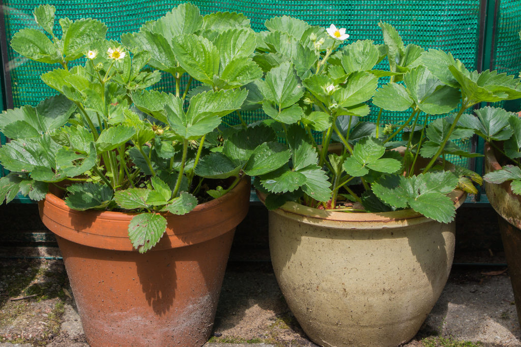  Growing strawberries in pots