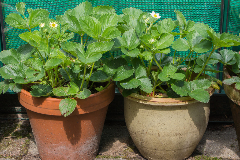 How to Plant and Grow Strawberries - Harvest to Table