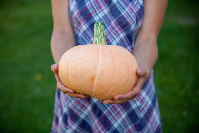 Pumpkin harvest