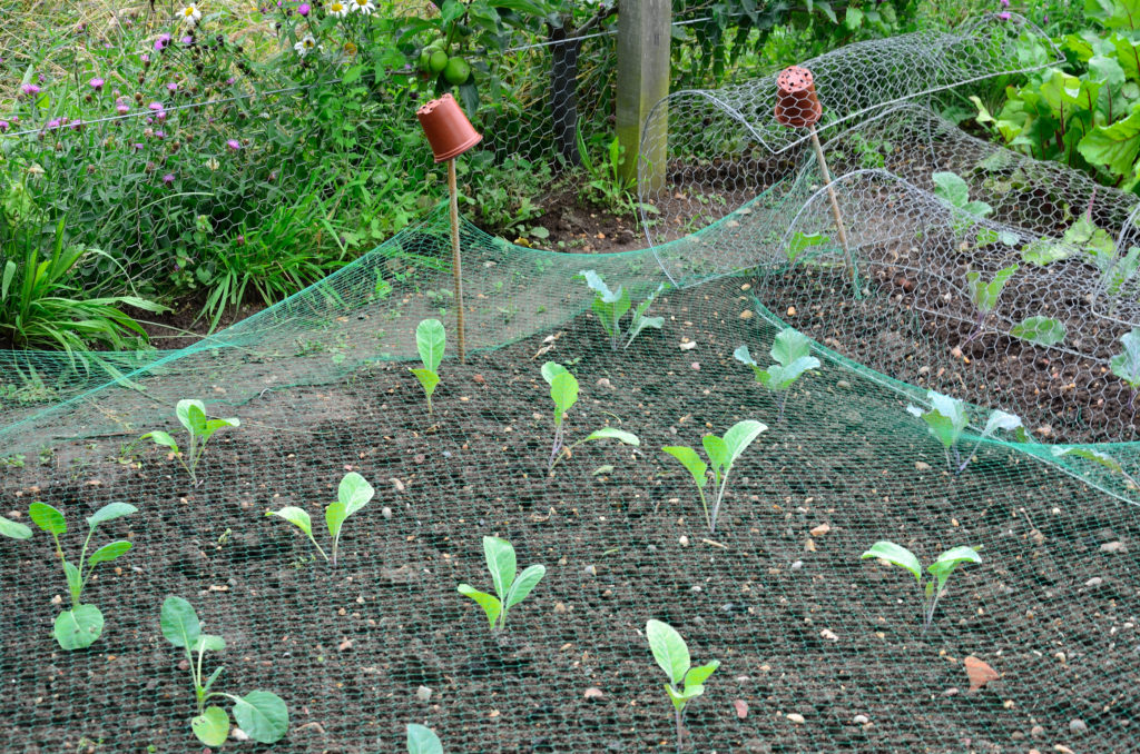 Young cabbages in the garden covered by bird netting
