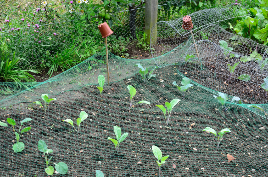 Large Heated Seed Propagation Mat (60cm x 30cm)