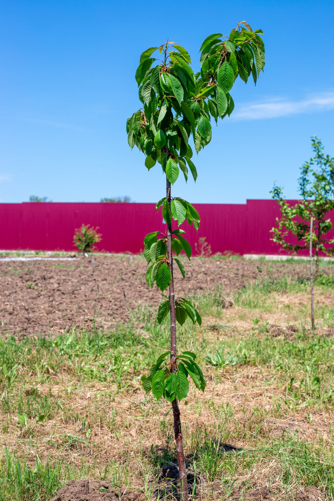 Young cherry tree sapling in the garden. 