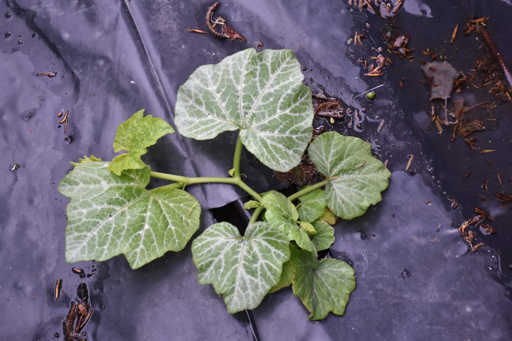 Young melon plant in full growth on plastic sheeting warming the soil