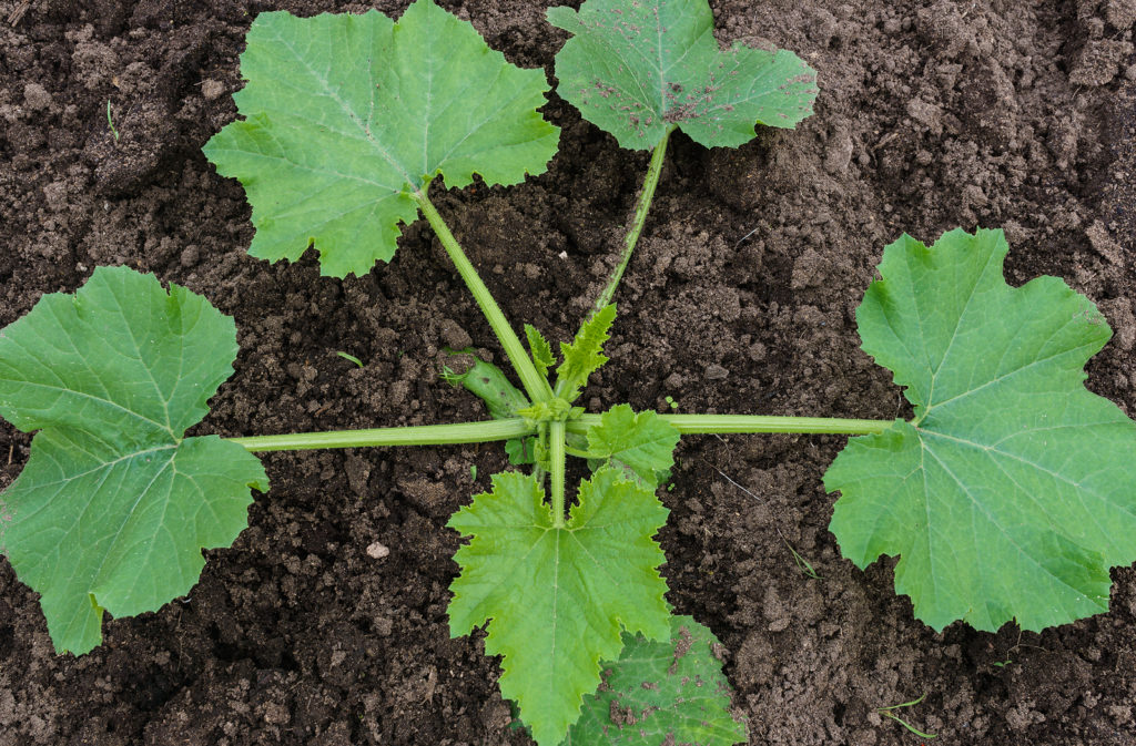 Young zucchini in the garden