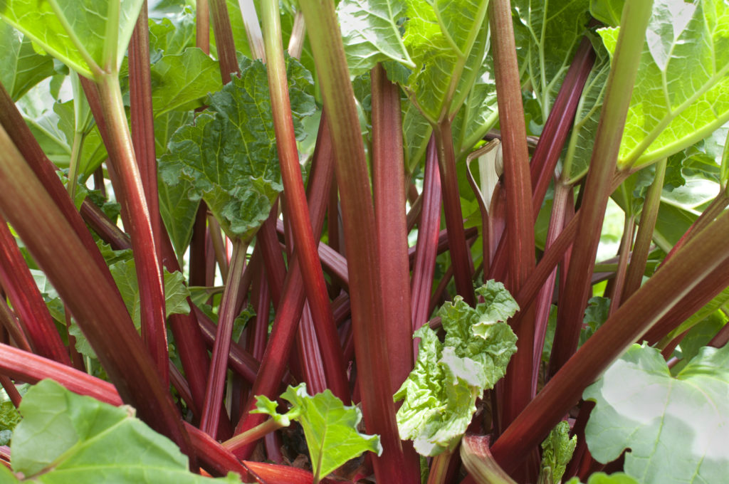 Rhubarb stalks ready for harvest