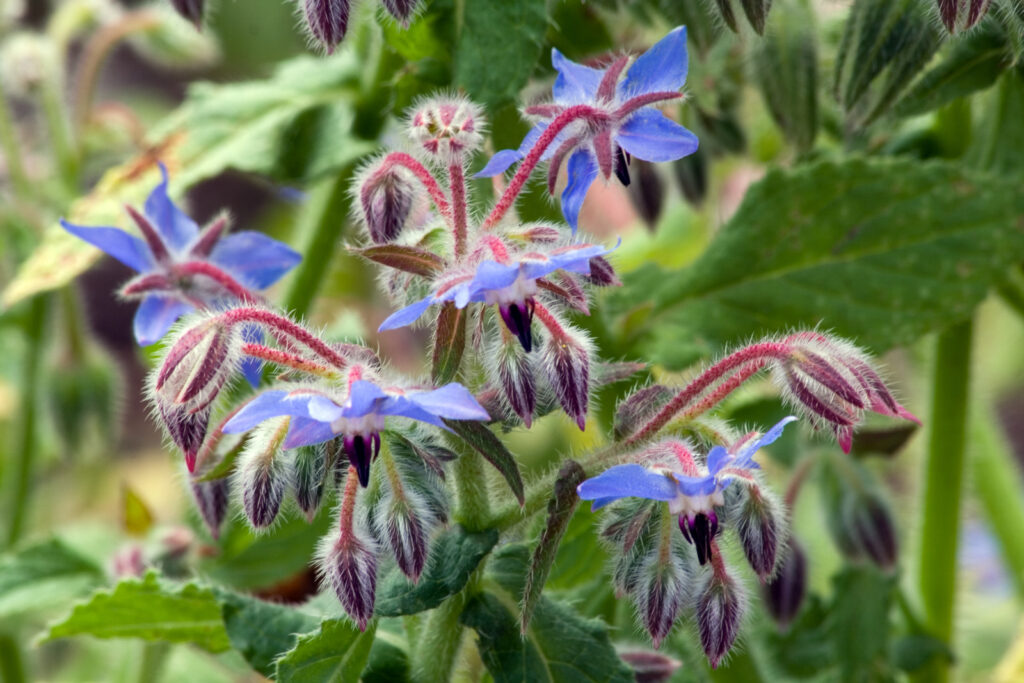 Borage flowers