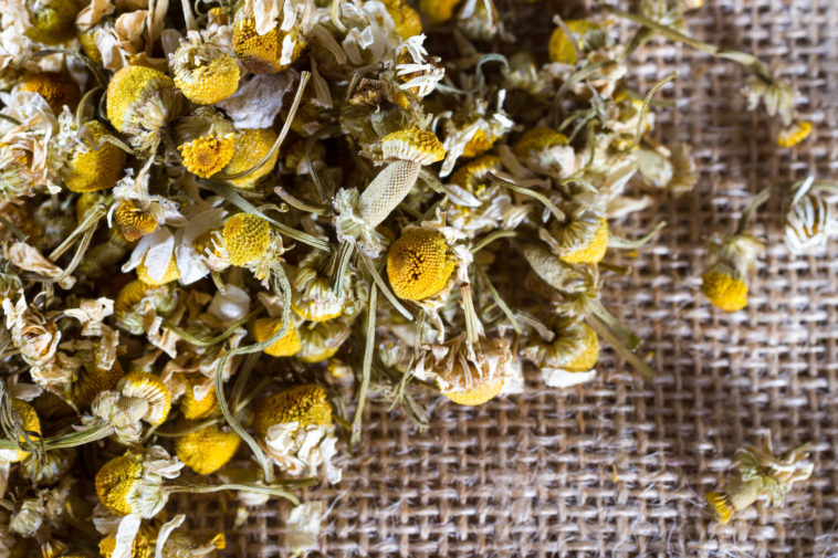 How to Plant, Grow, and Harvest Chamomile Harvest to Table