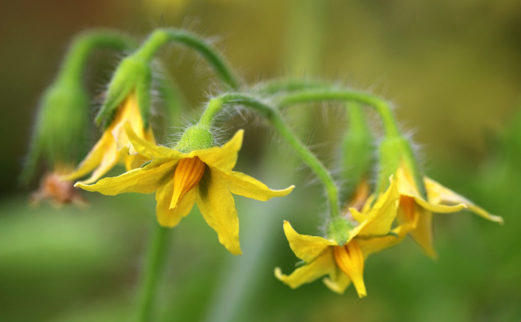 Tomato pepper blossom drop