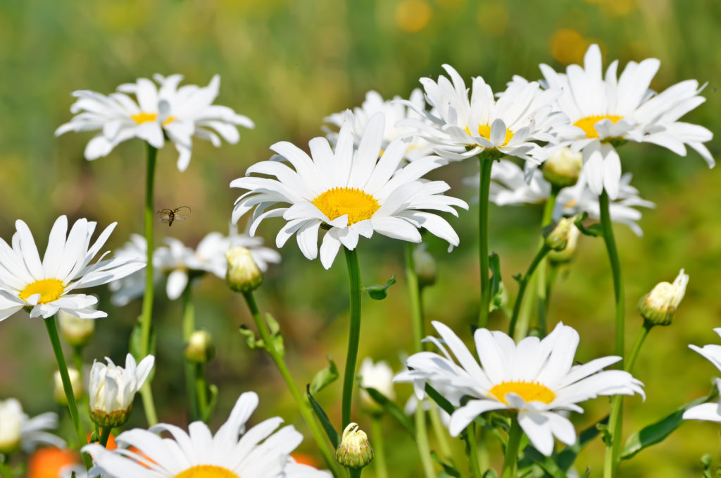 Chamomile flowers and leaves