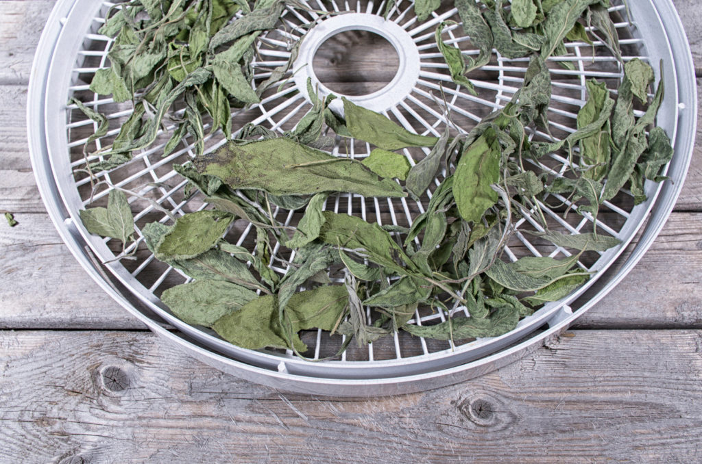 Drying sage leaves