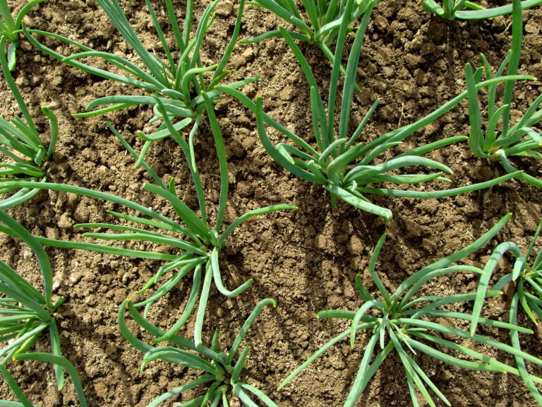onion rows