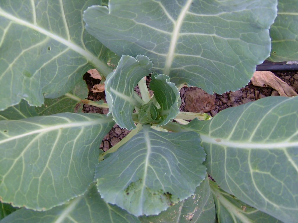 Collards at midseason