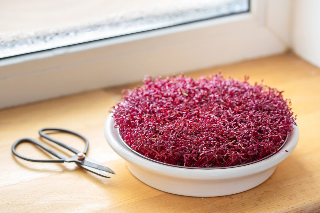 Harvest microgreens