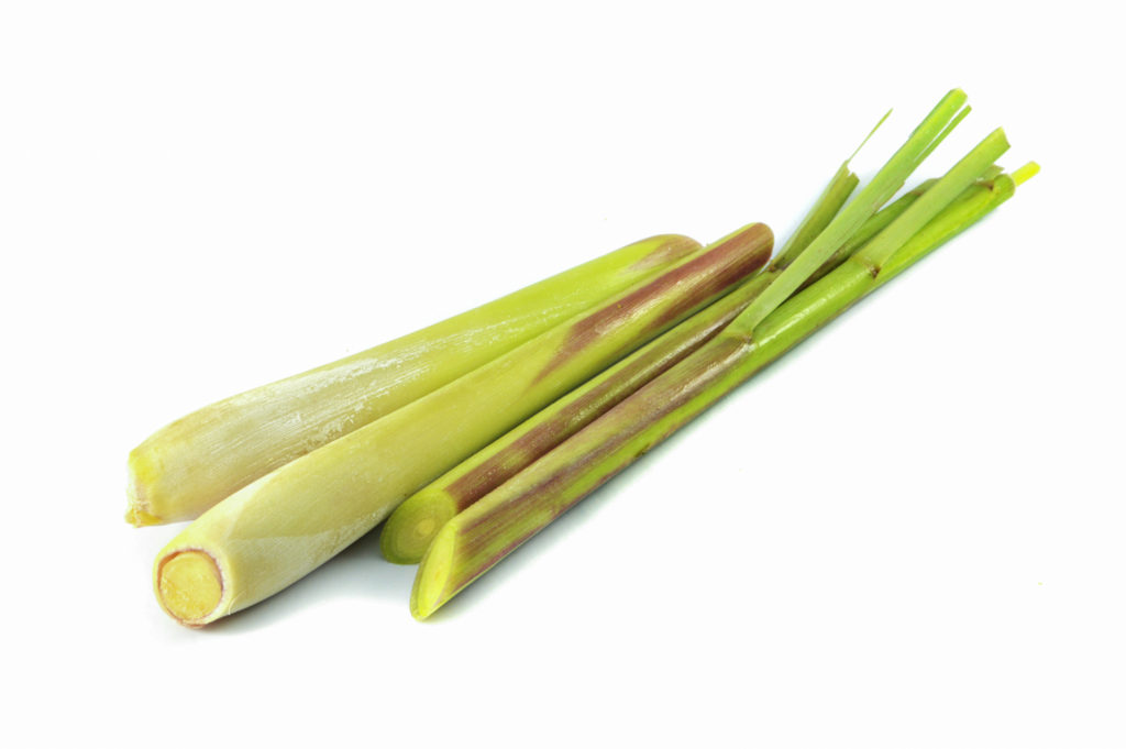 Lemongrass how to grow