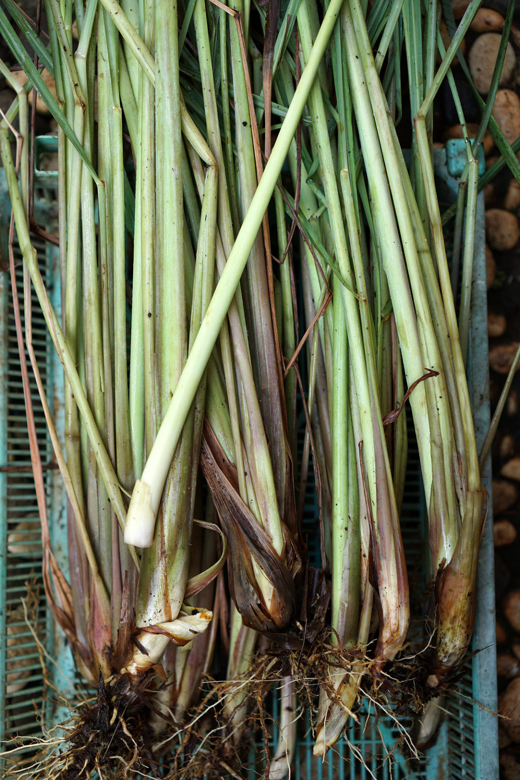 Lemongrass Growing Tips