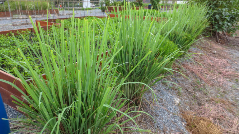 How to grow lemongrass