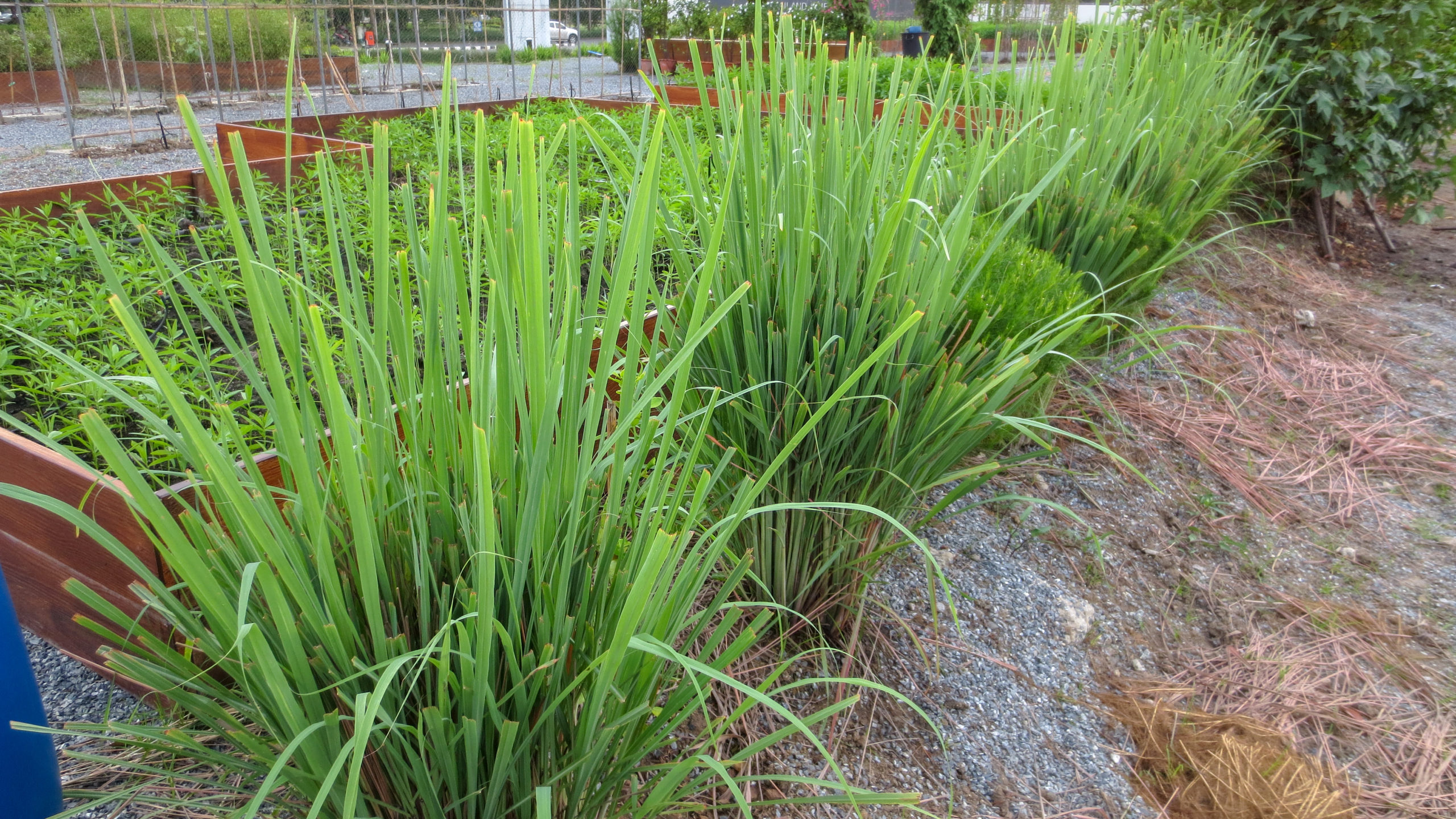 Lemongrass Growing Tips 