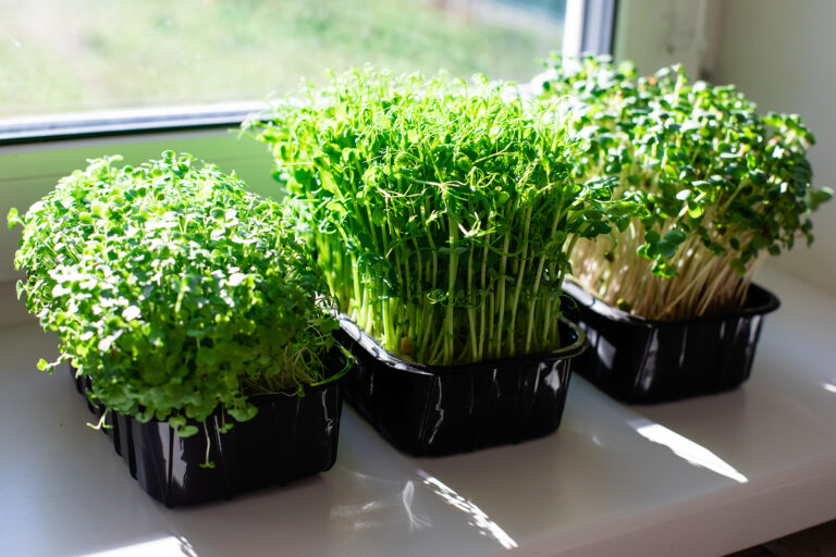 grow microgreens
