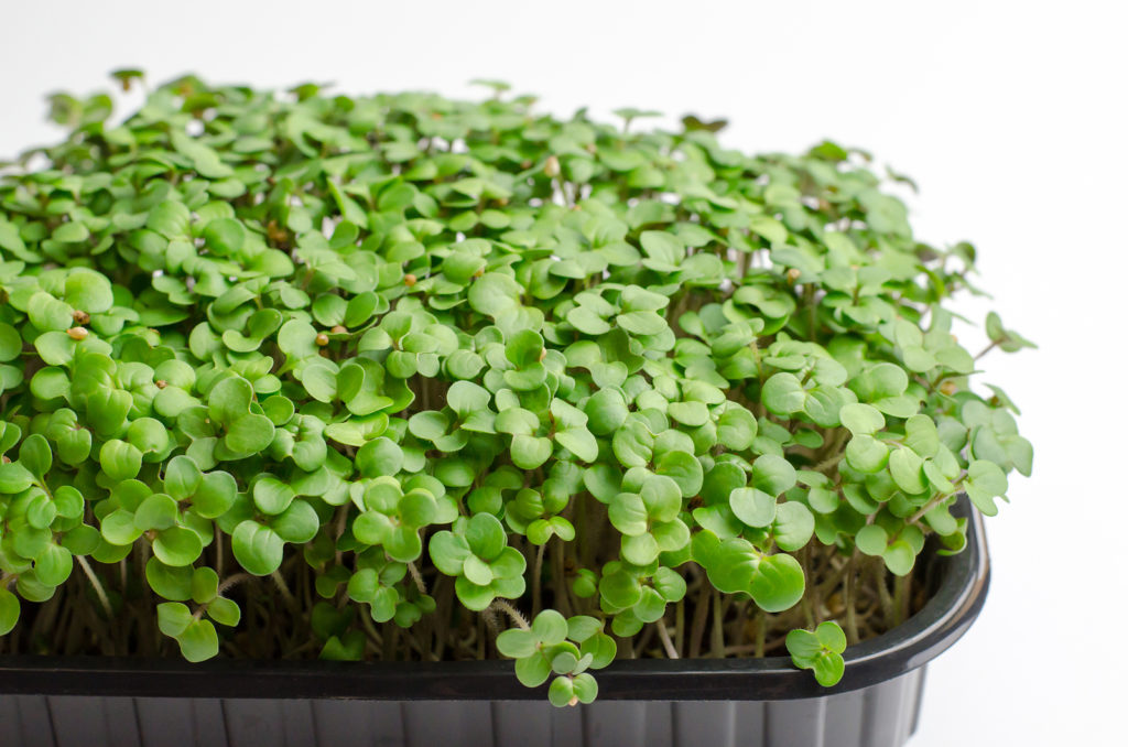 Grow mustard microgreens