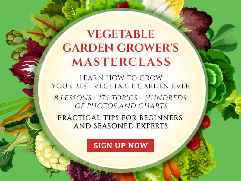 How to Start a Rooftop Garden in 7 Steps - 2024 - MasterClass