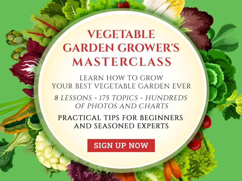 Is Sweet Potato A Root Or Stem Master Hi technology