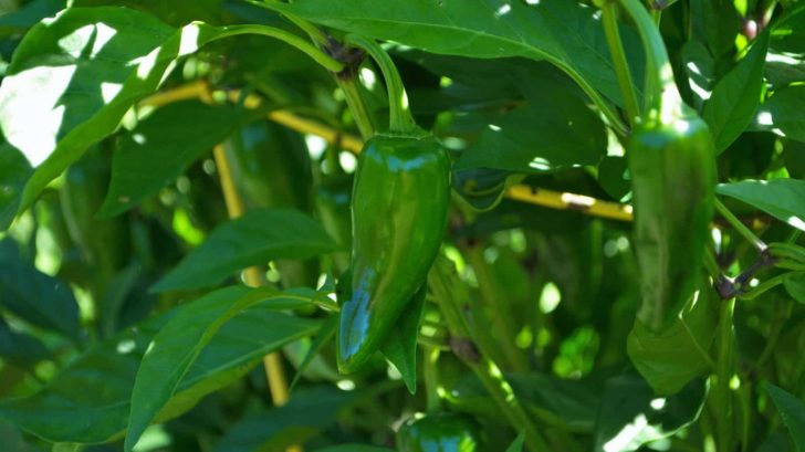 How to Plant, Grow, and Harvest Okra - Harvest to Table