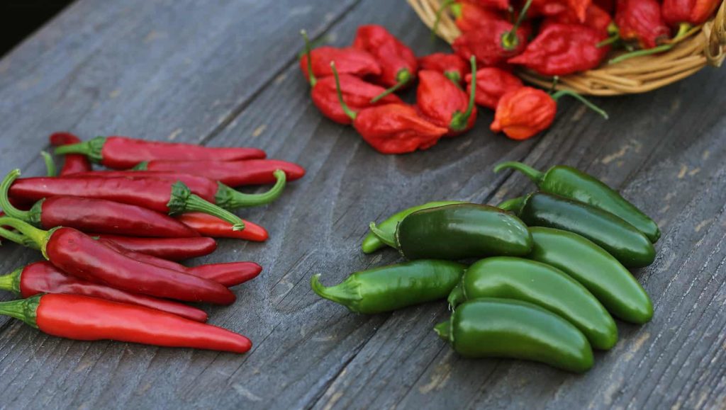 grow and harvest hot peppers