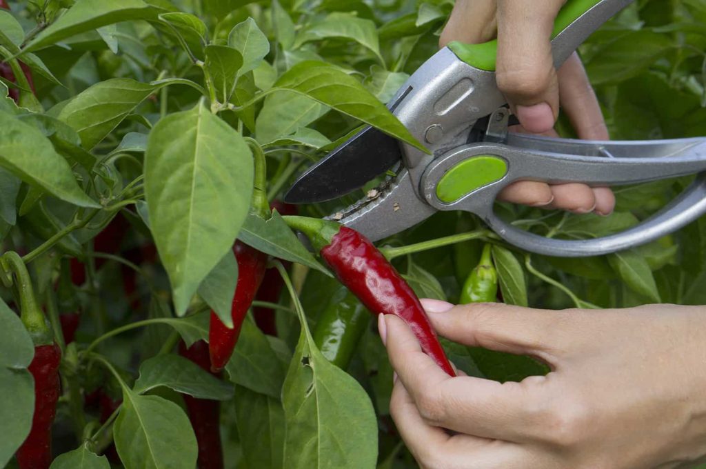 Red chili peppers are cut with a pruner.