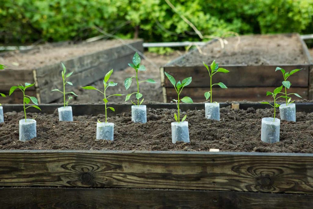 Hot peppers are ready for planting in the garden.