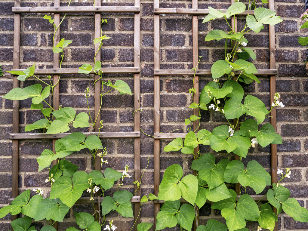 Container Growing Beans—Plant, Grow, and Harvest Tips Harvest to Table