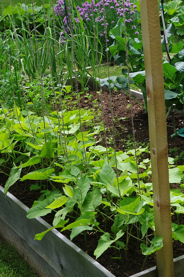 Pole beans growing in a planter box